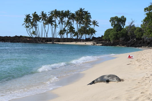 bikiに乗って、ハワイの海の生き物たちに会いに行こう！